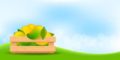 mango in wood crate, wood crate of ripe mango and copy space for advertisement sale slogan, mango fruit pack in wooden crate box at farm, mango heap in wooden box space for banner ad vector