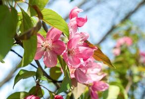 Close-Up of Pink Blossom on Tree Branch in Spring. Soft focus. blurred foreground photo