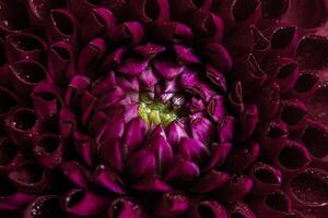 Macro of red purple Dahlia Flower Petals with Dew Drops. Selective focus photo
