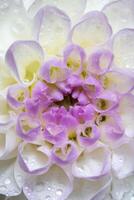 Macro of colorful Dahlia Flower Petals with Dew Drops. Selective focus. photo