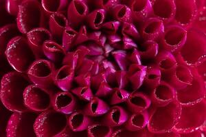 Macro of red Dahlia Flower Petals with Dew Drops. Selective focus photo