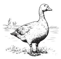 A monochromatic illustration of a duck, a bird vector