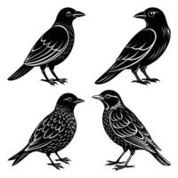 Black Crow and Raven Bird Collection Detailed Vintage Style Bird Illustrations in Format vector