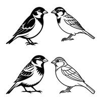 Set of Hand-Drawn Sparrow Bird Illustrations Detailed Songbird Collection for Nature Designs vector