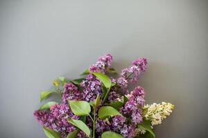 Composition of lilacs of white and purple flowers on a gray background photo