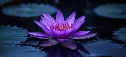 Vibrant purple water lily blooming on calm reflective water surface photo