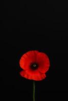 Bright Red Poppy Flower Stands out Against Black Background Creating a Striking Visual Effect photo
