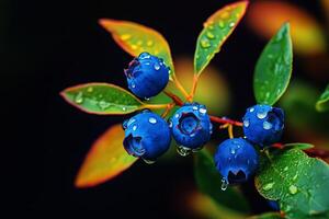 Blueberries Glistening With Water Droplets on Leaves in a Natural Setting photo