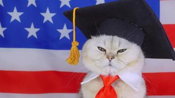 Graduating cat in cap and tie with american flag background video