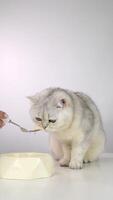 Playful gray cat enjoys snack from human's hand in calm indoor setting video