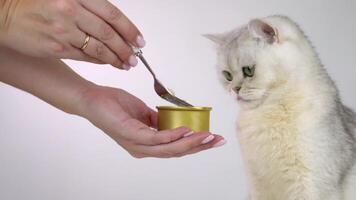 Curious cat enjoys meal from handheld tin with spoon aid in closeup sequence video