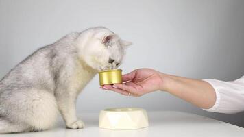 Curious cat licking treat from handheld container on white table video