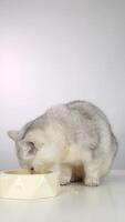 Curious grey cat enjoying meal from yellow bowl with enthusiasm and focus video