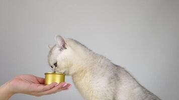 Curious cat sniffs golden container in a gentle hand video