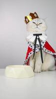 Majestic cat in royal cape and crown waiting patiently by an empty bowl video
