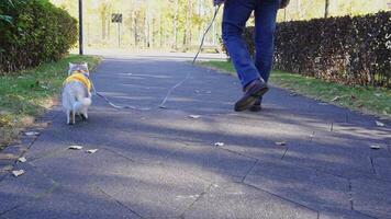 Cat in yellow vest walking on leash with owner in park video