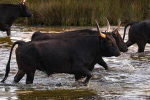 natural scene in Camargue with bulls photo