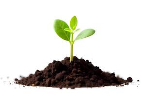 Nurturing Green Futures, Embracing the Early Stages of Life in the Soil photo