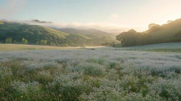 A field of grass with flowers in the foreground photo