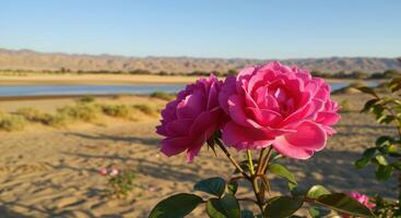Nice Pink Roses Blooming Near a Scenic Desert Landscape and River photo
