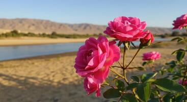 Vibrant Pink Roses Blooms Against Serene River and Mountain Background photo