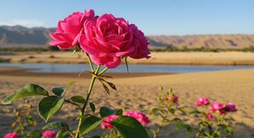 Vibrant Pink Roses in Scenic Desert Landscape Under Clear Blue Sky photo