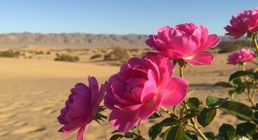 Vibrant side Pink Roses Blooming in Desert Landscape Under Clear Blue Sky photo