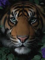 Close up of a tigers face surrounded by greenery photo