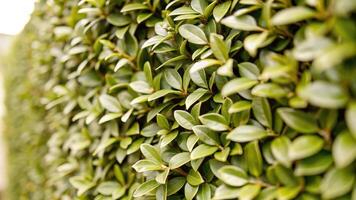 Dense hedge with neatly aligned green leaves. photo
