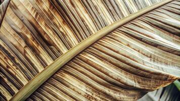 Close-up of dried palm leaf textures and patterns. photo