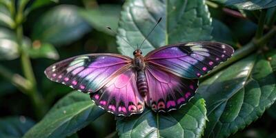 Purple butterfly resting on a lush green leaf. photo