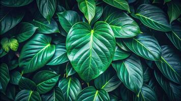 Lush green leaves with rich deep texture. photo