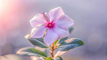 A delicate pink flower blooming in soft sunlight. photo