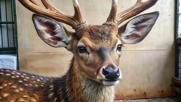 A close-up of a deer with delicate antlers. photo