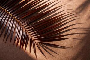 A single palm leaf casts a shadow on a sandy surface. photo