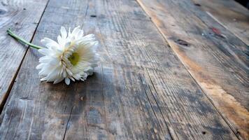 A delicate white flower rests on a rustic wooden table. photo