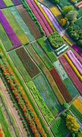 Aerial view of colorful flower fields arranged in neat rows. photo