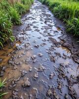 Rocky stream flowing through lush green grass. photo