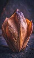 Close-up of a delicate brown flower bud with subtle textures. photo