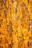 Close-up of tree bark with intricate patterned texture. photo