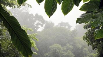 Lush Tropical Leaves Framing a Misty Jungle Landscape photo