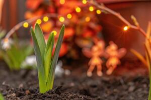 Close-Up of Growing Green Sprout with Warm Blurred Lights photo
