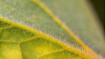Close-Up of Dewy Leaf Showcasing Delicate Surface and Natural Details photo