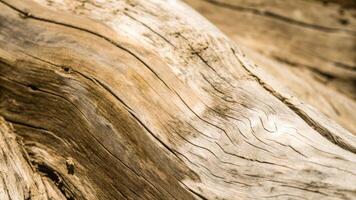 Weathered Wooden Texture Displaying Natural Grain Patterns in Earthy Tones photo