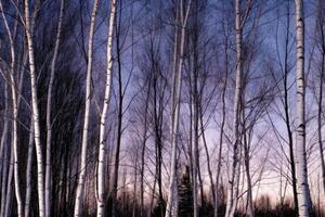 Bare Birch Trees Silhouetted Against Evening Sky photo