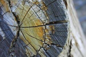 Close-Up of Tree Rings on a Weathered Stump photo