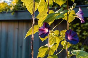 Blooming Morning Glory Flowers Climbing Wooden Fence photo