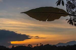 Silhouette of a Leaf Framed by a Golden Sunset Glow photo