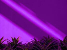 Purple Background with Plant Silhouettes and Abstract Light Beams photo