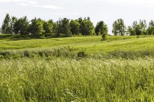 Green Meadow with Trees Under a Clear Sky photo